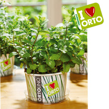 Carica l'immagine nel visualizzatore di Gallery, Ortolino Menta piperita