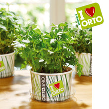 Carica l'immagine nel visualizzatore di Gallery, Ortolino Prezzemolo