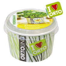 Carica l'immagine nel visualizzatore di Gallery, Ortolino Basilico