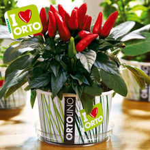 Carica l&#39;immagine nel visualizzatore di Gallery, Ortolino Peperoncino rosso
